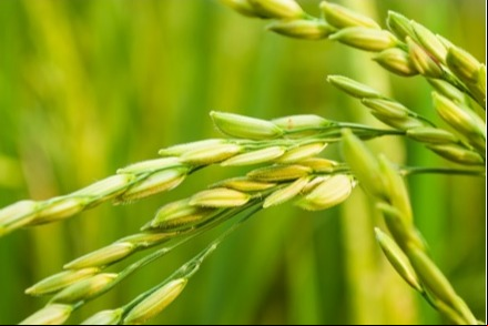 Arroz Basf