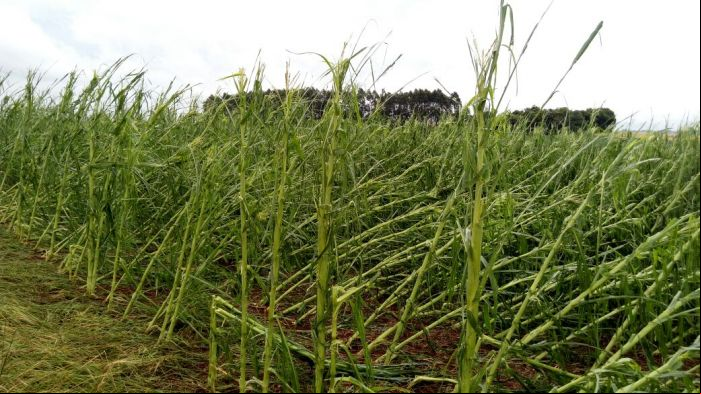 Plantações afetadas por granizo na região de Tuparendi (RS) - Foto: Itálico Cielo