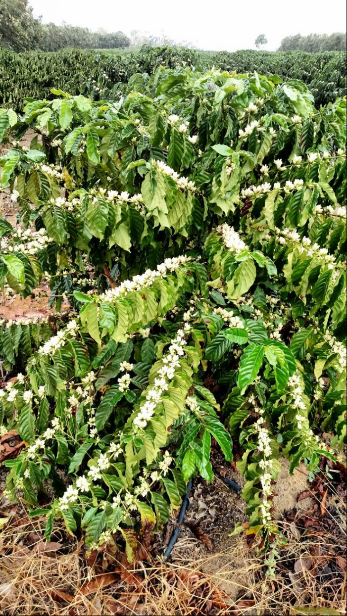 Imagem do dia - Florada do café em Rio Bananal (ES), do produtor Messias Kirmse