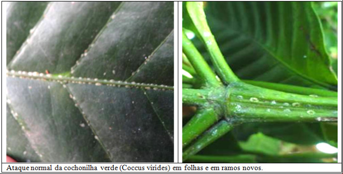 Procafé: Cochonilha verde pode atacar frutos de café 001